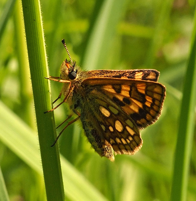Gelbwürfeliger Dickkopffalter, Carterocephalus palaemon